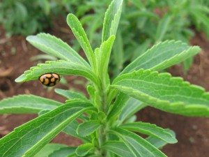 Kenya Plant
